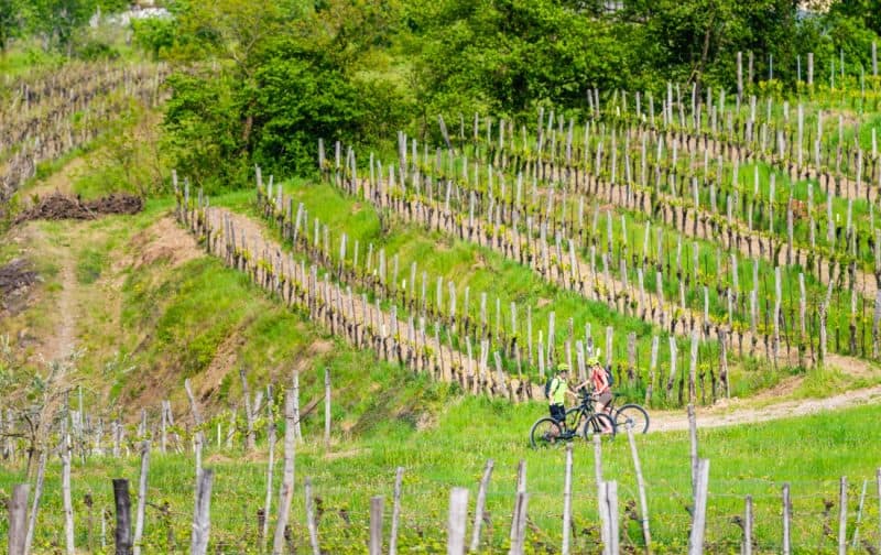 kolesarja med vinogradi Vipavske doline