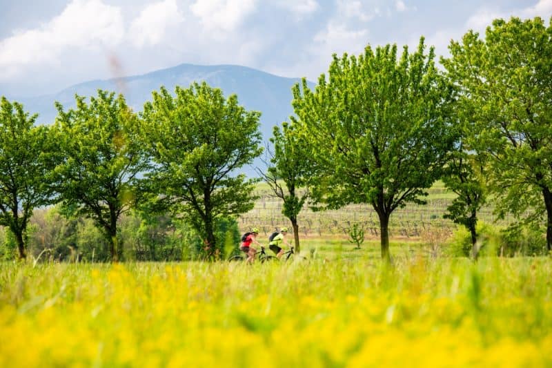 Cvetoča polja v Vipavski dolini in kolesarja.