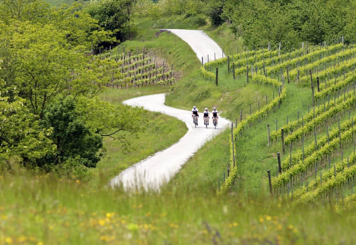 Road cycling Slovenia vineyards of Vipava valley foto by rockvelo